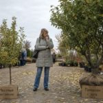 Дилемма выбора саженца в питомнике