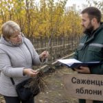 Перед покупкой не стесняйтесь попросить документы на партию и показать корневую систему.