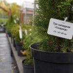 Туя в пластиковом контейнере